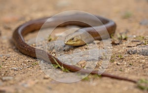 Large Sheltopusik reptile