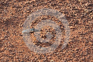 Large shield bug walking on desert ground in Western Australia