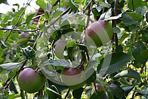 Large shiny light green apples with a pink side on thin hanging branches against the background of a country house