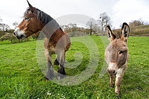Large Shire Horse and small Donkey alongside one another in field