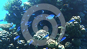 Large Shoal Of Bright Blue Stripped Tropical Fish In The Ocean Near Coral Reef. Lunar Fusilier Caesio Lunaris Swimming  Deep