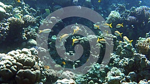 Large  shoal of yellow stripped tropical fish in the ocean near coral reef. Blue and gold Fusilier Caesio Caerulaurea, Scissor-