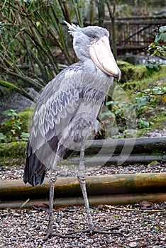 A large Shoebill stork standing