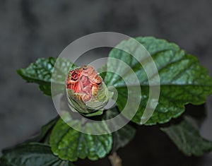 Large Showy Orange Hibiscus Bud