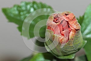 Large Showy Orange Hibiscus Bud