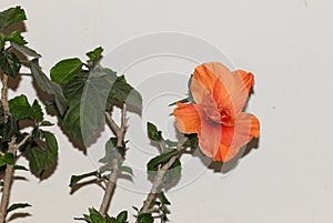 Large Showy Orange Hibiscus Flower