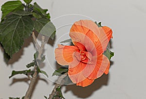 Large Showy Orange Hibiscus Flower