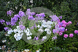 A large shrub of blooming Phlox. Multi-colored flowers. Flowering shrubs in the autumn garden design