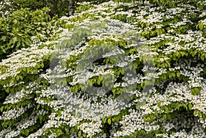 Large shrub Viburnum plicatum `Maresii` in flower photo