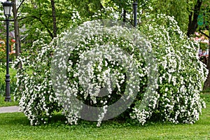 Large shrub with white flowers of Spiraea nipponica Snowmound bush, in full bloom with blurred background in a garden in a sunny s photo