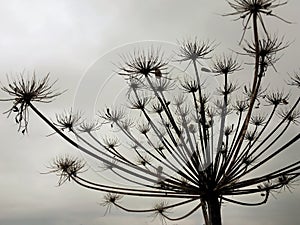 Large silhouette of a dry plant hogweed against a gray sky.