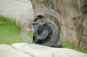 Large silver back ape