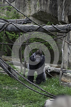 Large Silverback Gorilla in a zoo