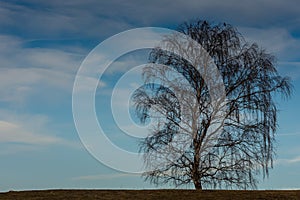 large singel birch and soft clouds at the blue sky