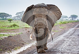 Large single elephant on the road in Amboseli Kenya