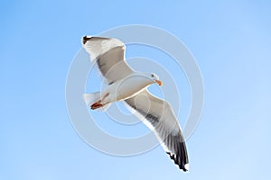 Large single seagull in blue sky