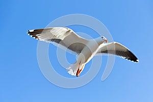 Large single seagull in blue sky