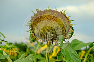 A large single sunflower seed head closeup finished blooming with sunflower field and trees in the background in autumn