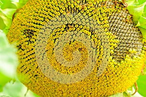 A large single sunflower seed head closeup finished blooming with sunflower field and trees in the background in autumn.