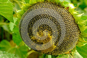 A large single sunflower seed head closeup finished blooming with sunflower field and trees in the background in autumn.