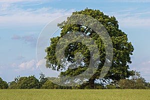 Large single tree. Spring landscape.