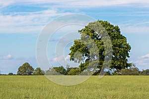 Large single tree. Spring landscape.