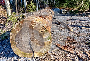 Large single trunk of old pine tree on a side of parking place. Cut out side view, more than 140 yearly rings can be seen on dried