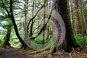 Large sitka spruce tree on a trail, Port Renfrew, Vancouver Island, BC Canada