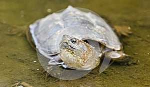 Snapping Turtle in muddy water, Georgia USA photo