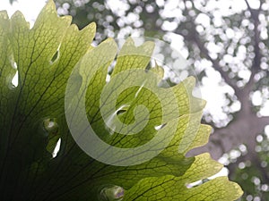 Large size beautiful parasite fern leaves growth on an old tree