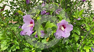 Large in size and pomp pink flowers of Sudanese rose. Hibiscus sabdariffa flower blooming