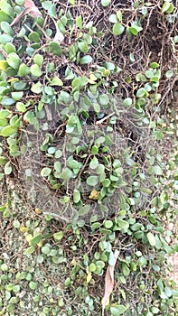 The large-sized trunk section of a tree covered with mistletoe