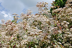 Large Skimmia bush with sky