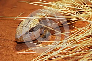 Large skink, Tiliqua scincoides, Australia