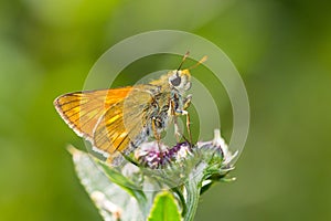 Large Skiper (Ochlodes sylvanus) butterfly photo