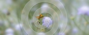 Large skipper