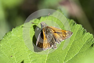 Large skipper butterfly