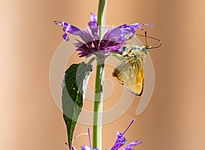 Large Skipper Butterfly on Agastache `Blue Boa` Flower