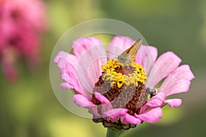 Large skipper butterfly feeding on a Zinnia elegans JacQ. pink flower in Italy