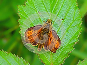 Large Skipper Butterfly - Ochlodes sylvanus at rest.