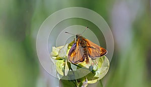 Large Skipper Butterfly - Ochlodes sylvanus at rest.