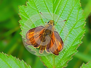 Large Skipper Butterfly - Ochlodes sylvanus at rest. photo