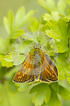 Large skipper Ochlodes sylvanus butterfly resting