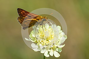 Large Skipper - Ochlodes sylvanus