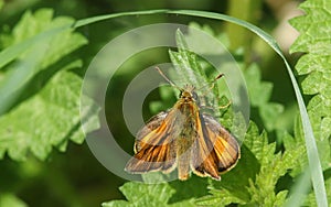 A Large Skipper Ochlodes sylvanus perched on a plant.