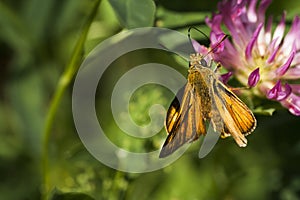 Large skipper