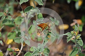 Large skippers butterfly (Ochlodes sylvanus) on green branch