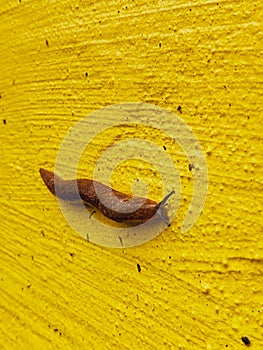 A large slimy slug crawls along a yellow painted textured wall.