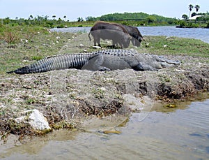 Large slipping alligator and two wild hogs eating grass