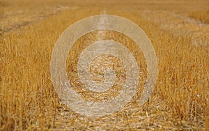 A large, sloping yellow wheat field in the summer.